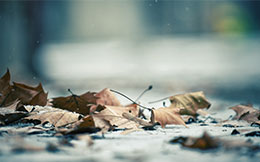 落ち葉が地面に落ちている