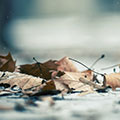 落ち葉が地面に落ちている正方形の画像